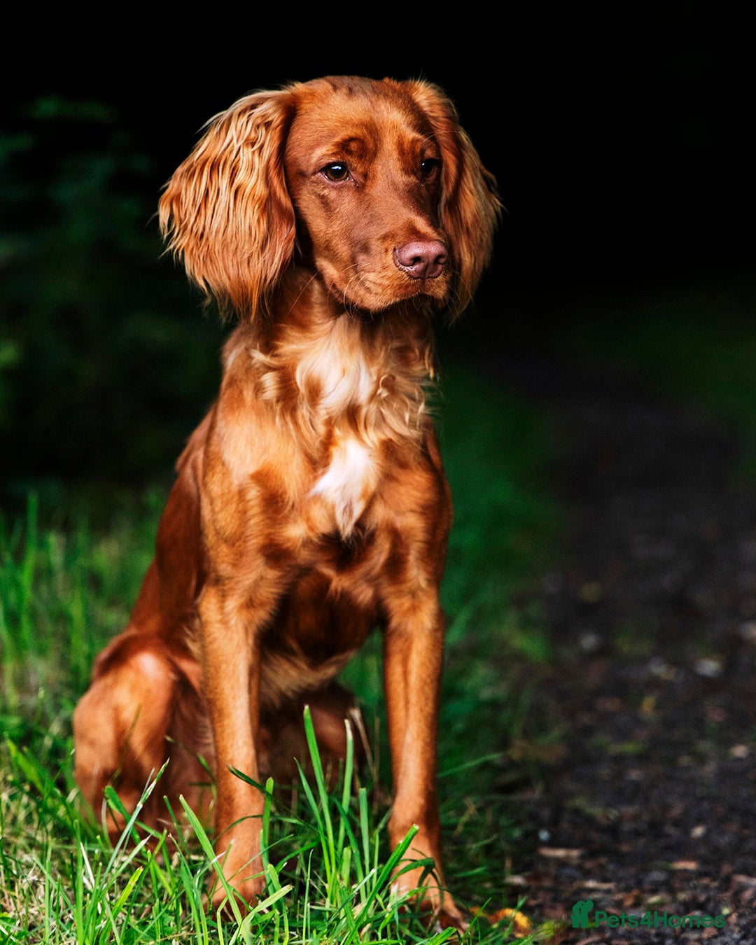 Cocker Spaniel dogs Red Working Cocker Spaniel Stud - Advert 3