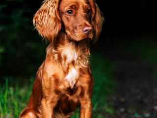 Cocker Spaniel dogs Red Working Cocker Spaniel Stud - Advert 6