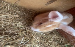 Dutch rabbits for sale: Rabbits  - Image 1