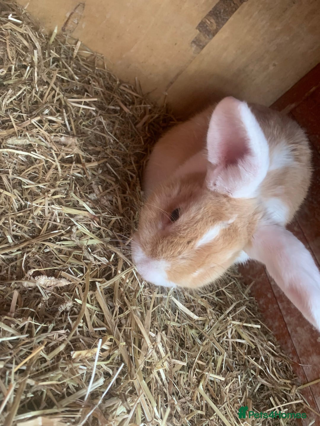 Dutch rabbits for sale: Rabbits  - Image 1