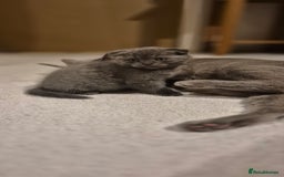 Scottish Fold cats for sale: Last 2 Scottish straight kittens  - Image 17