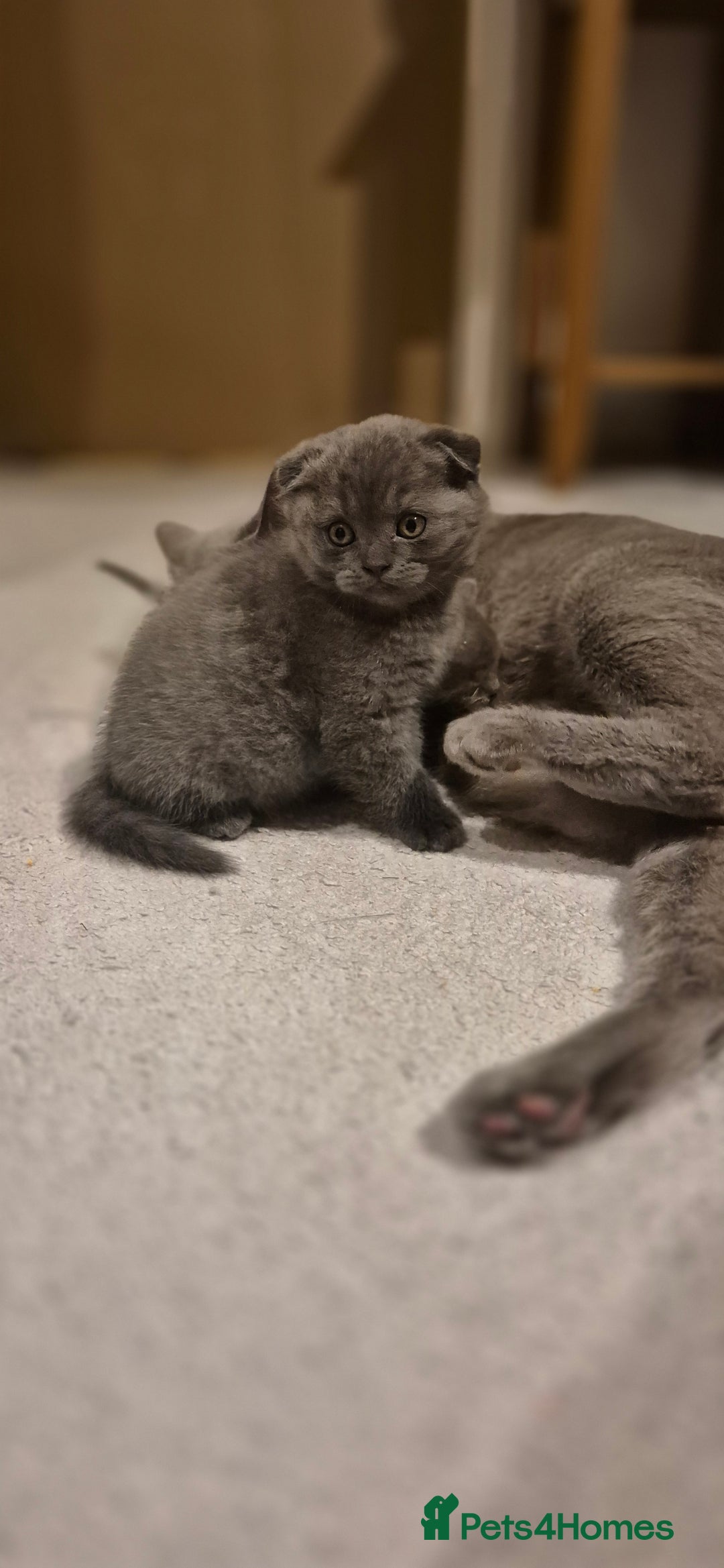 Scottish Fold cats for sale: Last 2 Scottish straight kittens  - Image 17