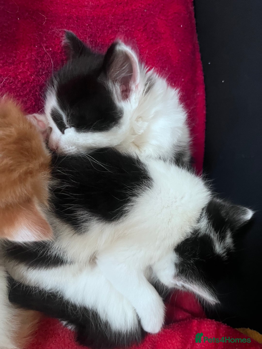 Mixed Breed cats for sale: Gorgeous Fluffy Kittens - Image 27