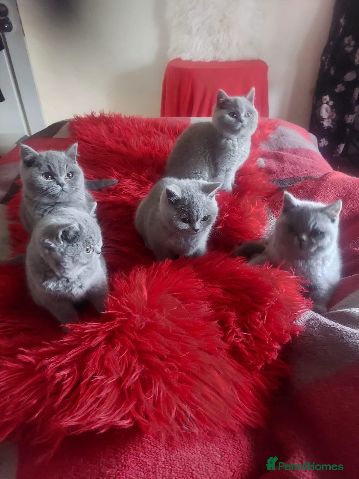 British Shorthair cats British shoort hair blue kittens for sale  - Advert 7