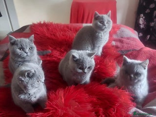 British Shorthair cats British shoort hair blue kittens for sale - Advert 2