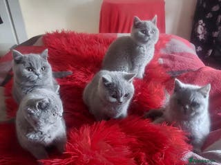 British Shorthair cats British shoort hair blue kittens for sale - Advert 11