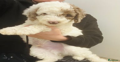 Labradoodle dogs - Advert 9