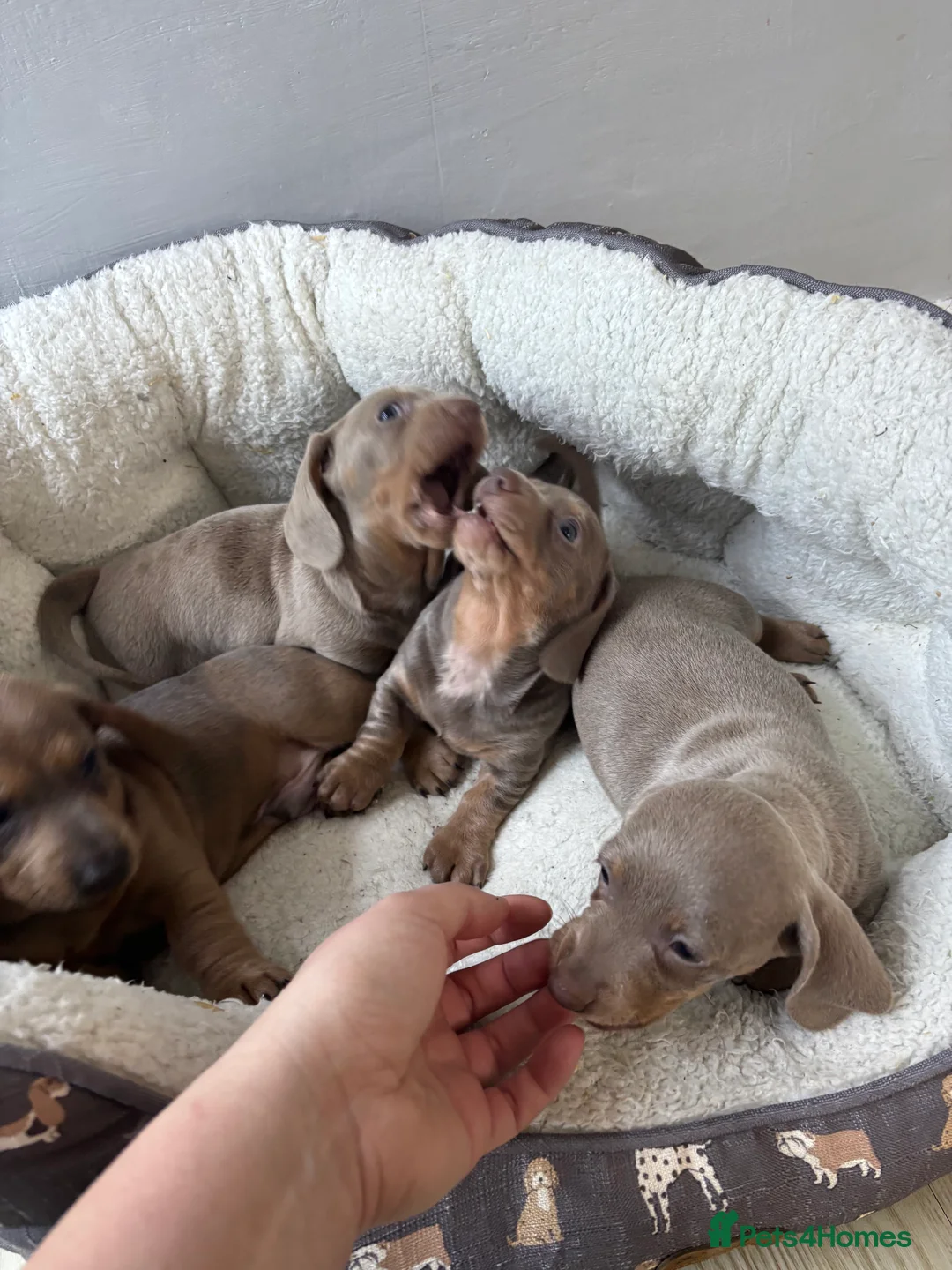 Dachshund dogs for sale: 4 beautiful Isabella and tan puppy’s  - Advert 5