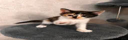 Mixed Breed cats for sale: Kittens Looking for Their Forever Homes🏡❤️ - Advert 4