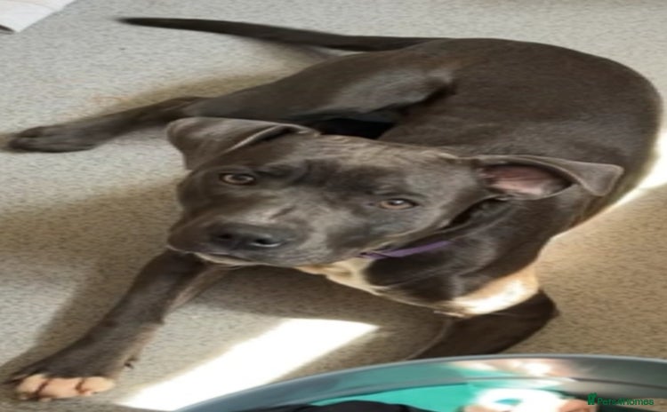 Staffordshire Bull Terrier dogs - Advert 1