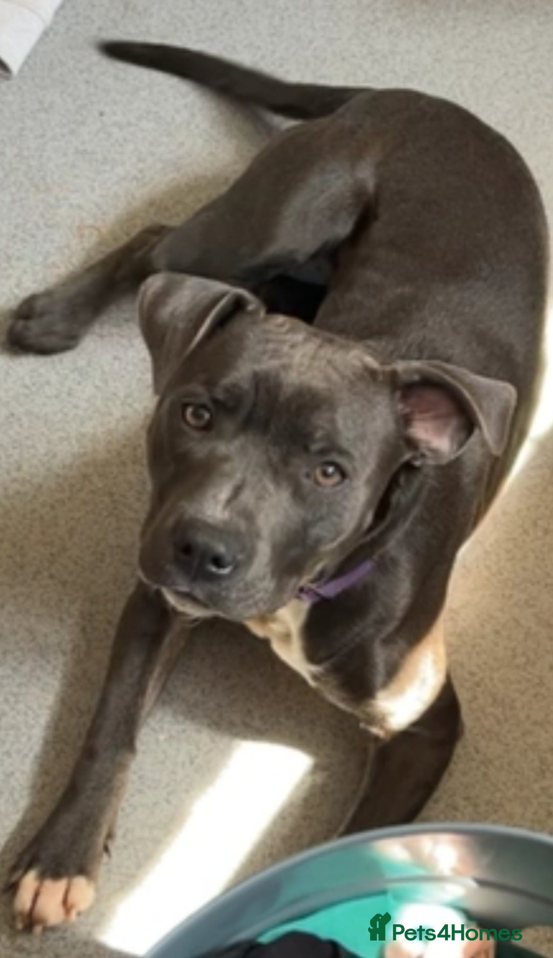 Staffordshire Bull Terrier dogs for sale: Staffordshire Bull Terrier female - Image 1