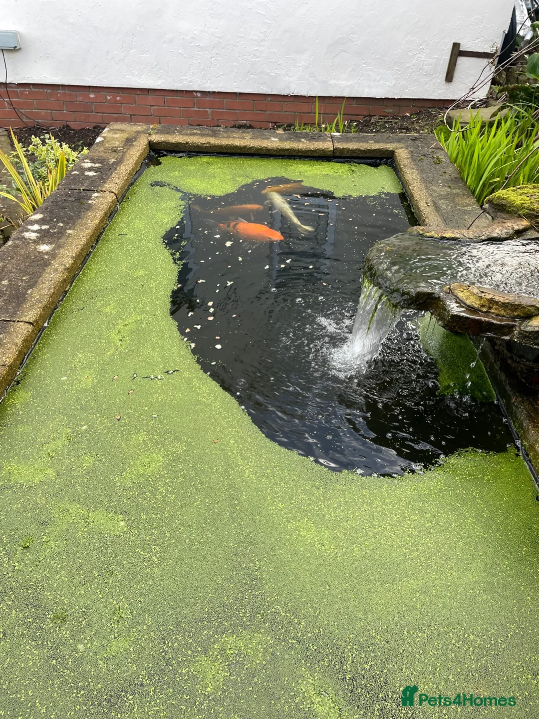 Koi Carp fish for sale: Five beautiful Koi Carp for sale in Caerphilly - Advert 4