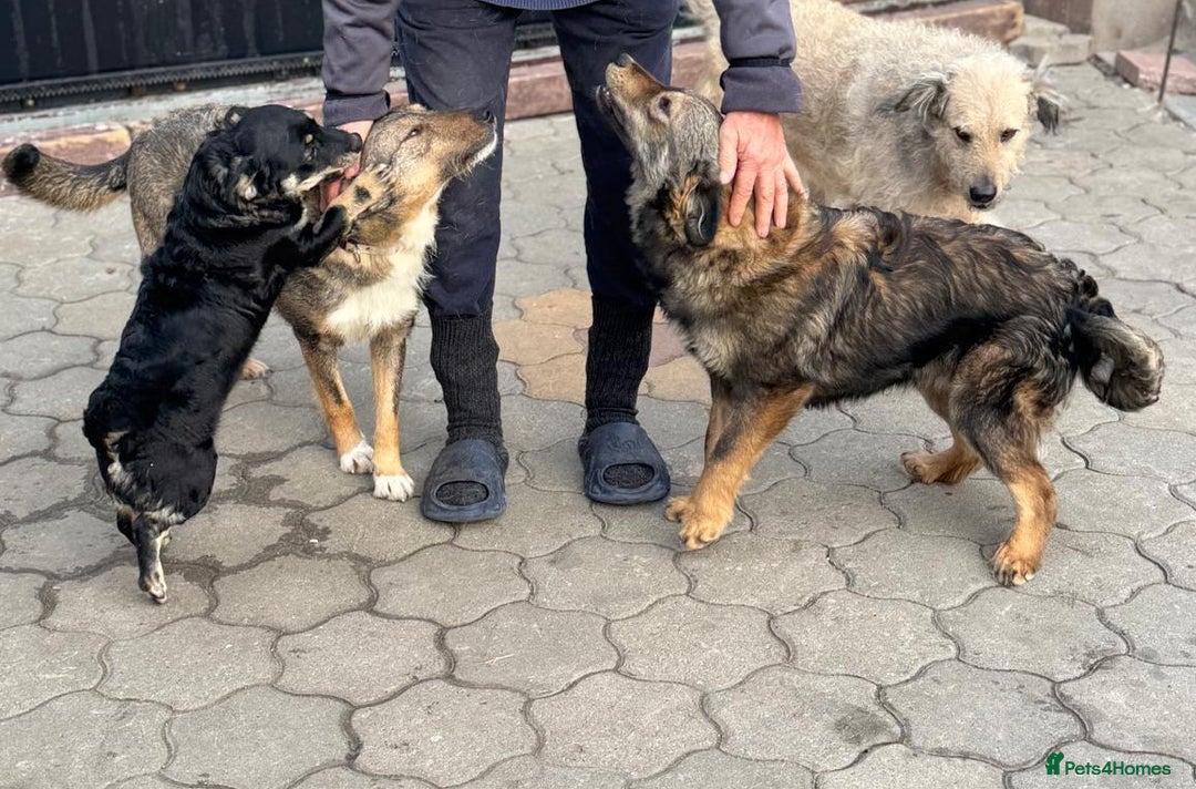 Mixed Breed dogs for adoption: RITA – a Superb young Girl for a Loving Home - Advert 24