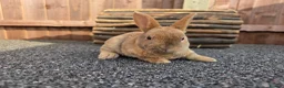 Rex rabbits for sale: Gorgeous litter of Mini Rex baby bunnies - Advert 2