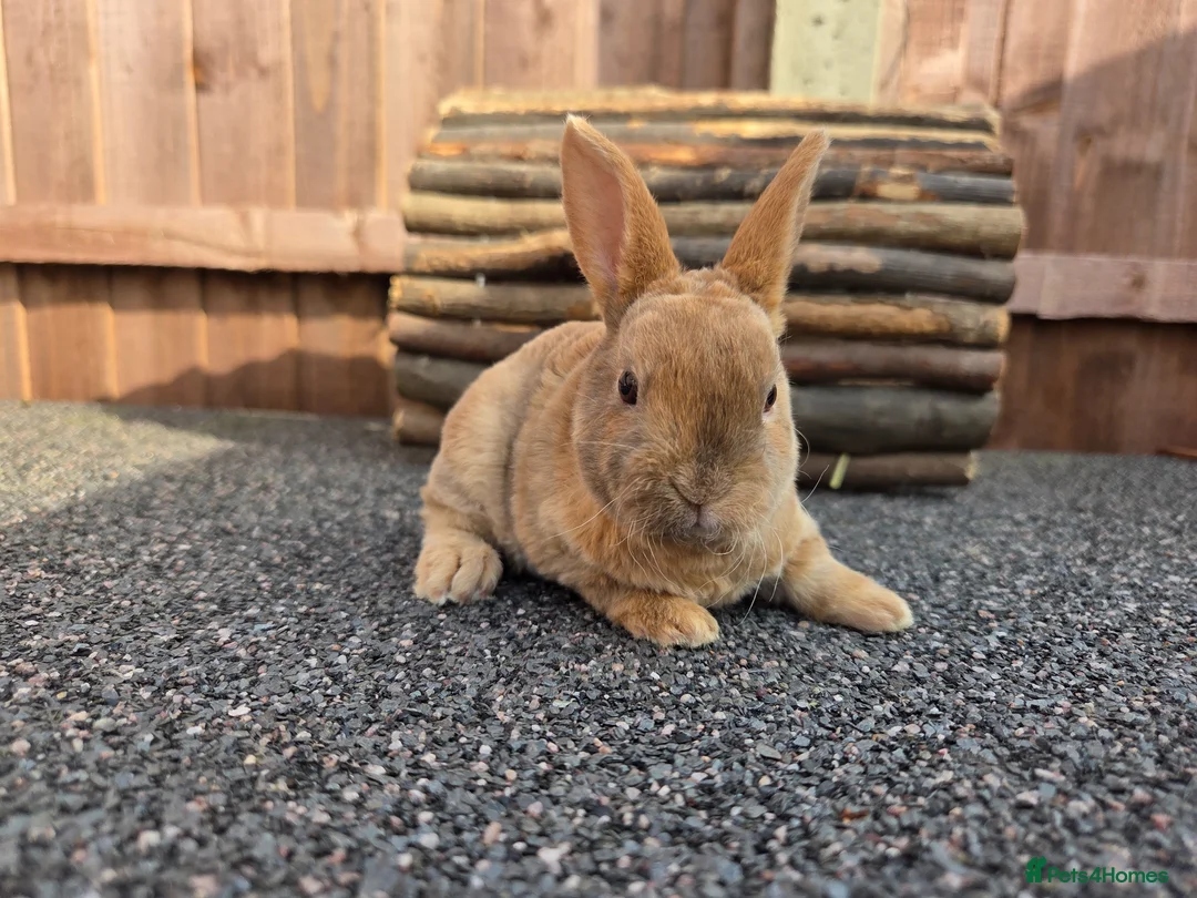 Rex rabbits for sale: Gorgeous litter of Mini Rex baby bunnies - Advert 2