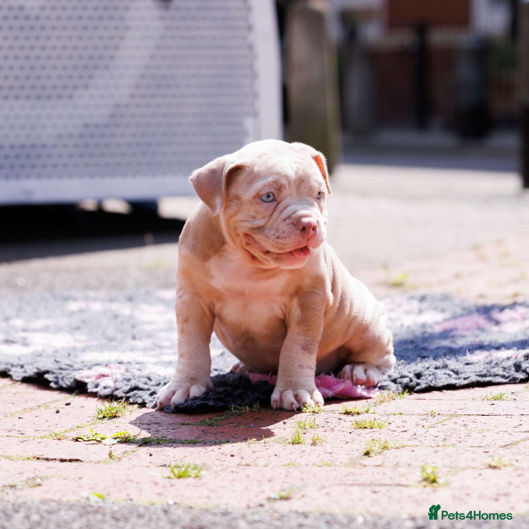 American Bully dogs for sale: POCKET BULLY PUPS AVAILABLE 🩷 - Image 5