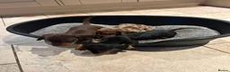 Miniature Dachshund dogs for sale: 3 Gorgeous Smooth Coat Miniature Dachshund Puppies - Advert 3