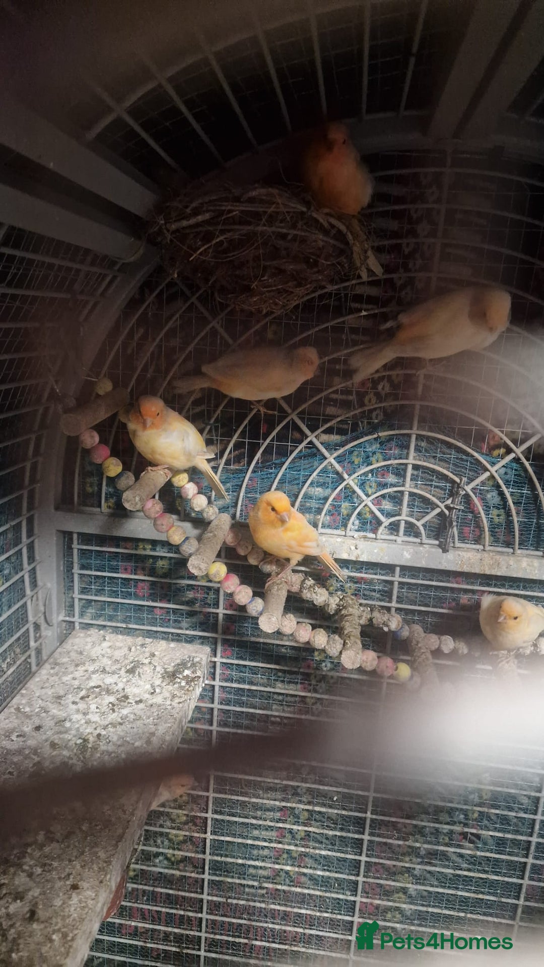 Canaries birds for sale: Canaries for sale and cage - Advert 3