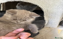 Mixed Breed cats for sale: British shorthair Lilac boy ready now - Image 9