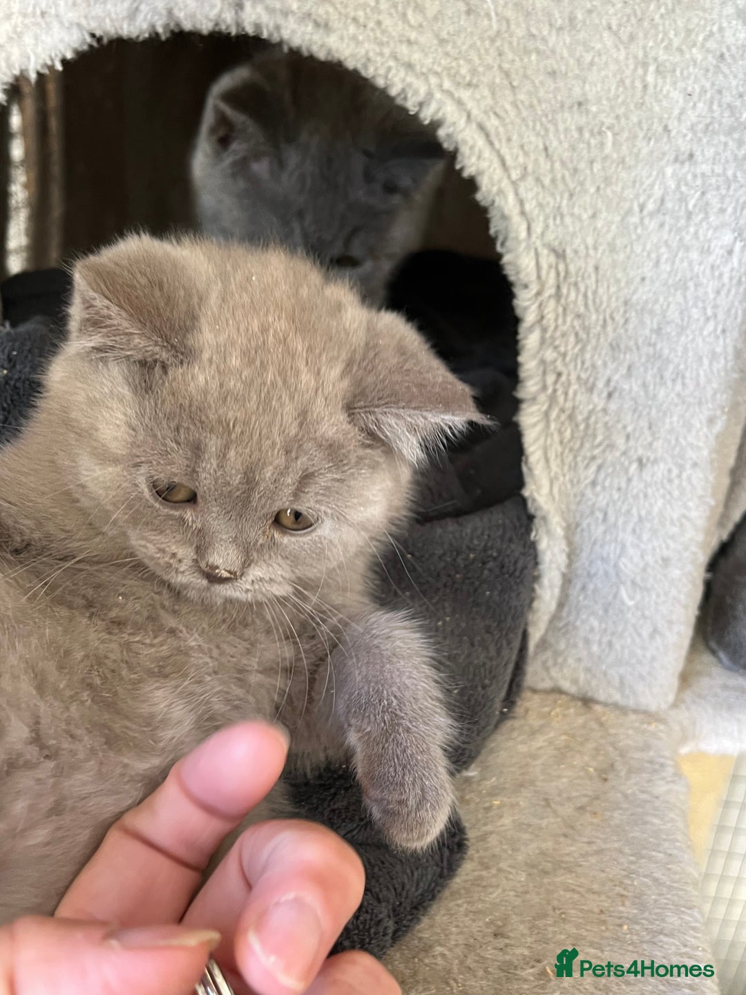 Mixed Breed cats for sale: British shorthair Lilac boy ready now - Image 9