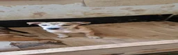 Mixed Breed dogs for sale: 2 beautiful happy boys need a new adventure - Advert 9