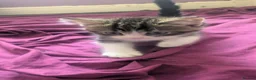 Mixed Breed cats for sale: 4 beautiful kittens for sale  in Burnley - Advert 2