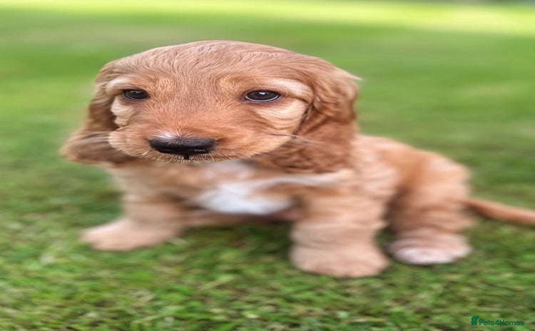 Cockapoo dogs - Advert 4