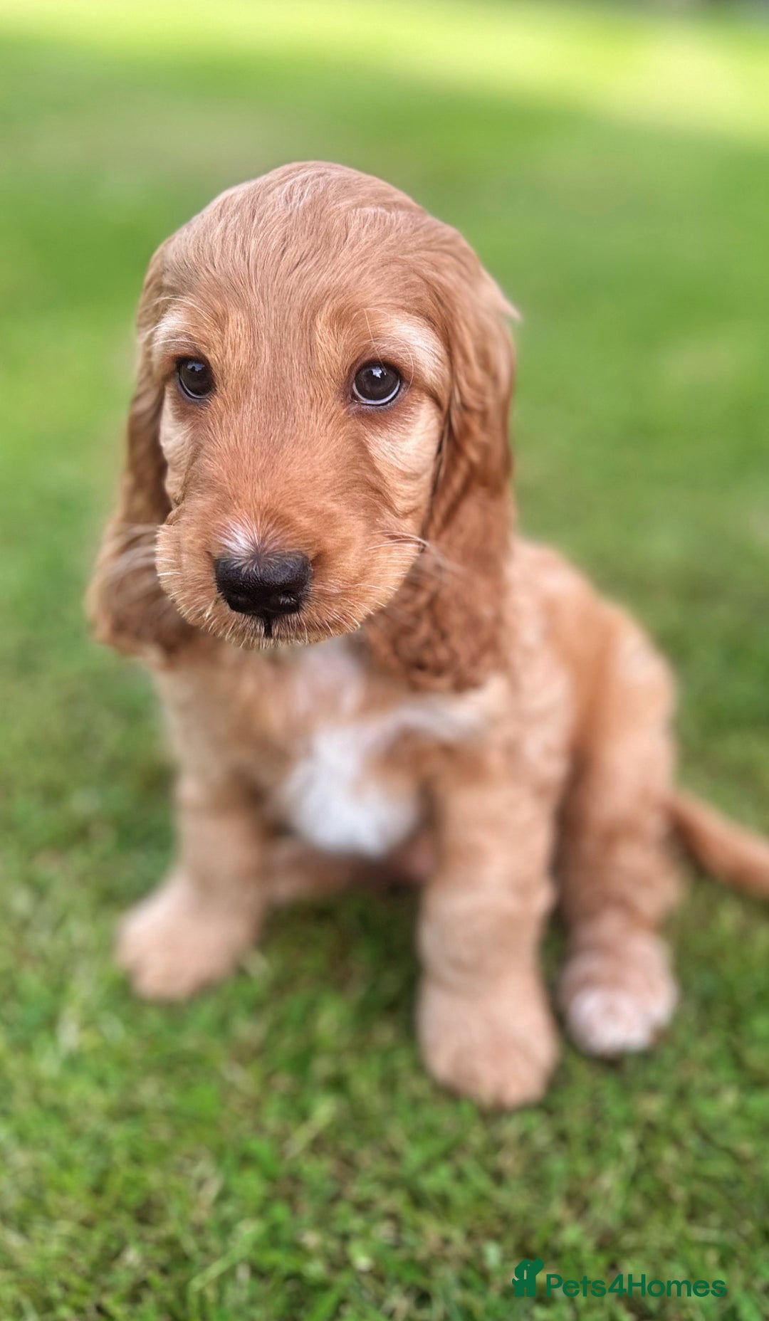 Cockapoo dogs for sale: Cockapoo Pups *ONE BOY REMAINING* - Image 1