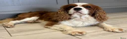 Cavalier King Charles Spaniel dogs for stud: KC Reg Heart/Eye/Health tested for Stud - Advert 5