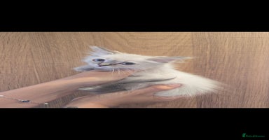 Ragdoll cats - Advert 4