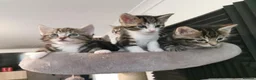 Mixed Breed cats for sale: Extra-cuddly, hand-reared, vet checked kittens  - Advert 16
