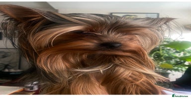 Yorkshire Terrier dogs in Manchester - Advert 10