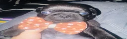 Pug dogs for sale: chunky pug puppies - Advert 12