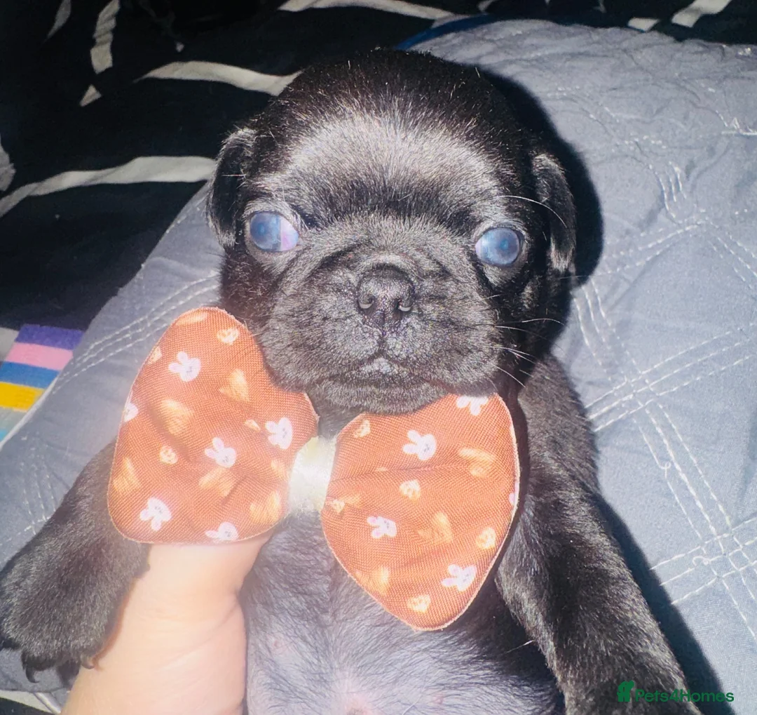 Pug dogs for sale: chunky pug puppies - Advert 12