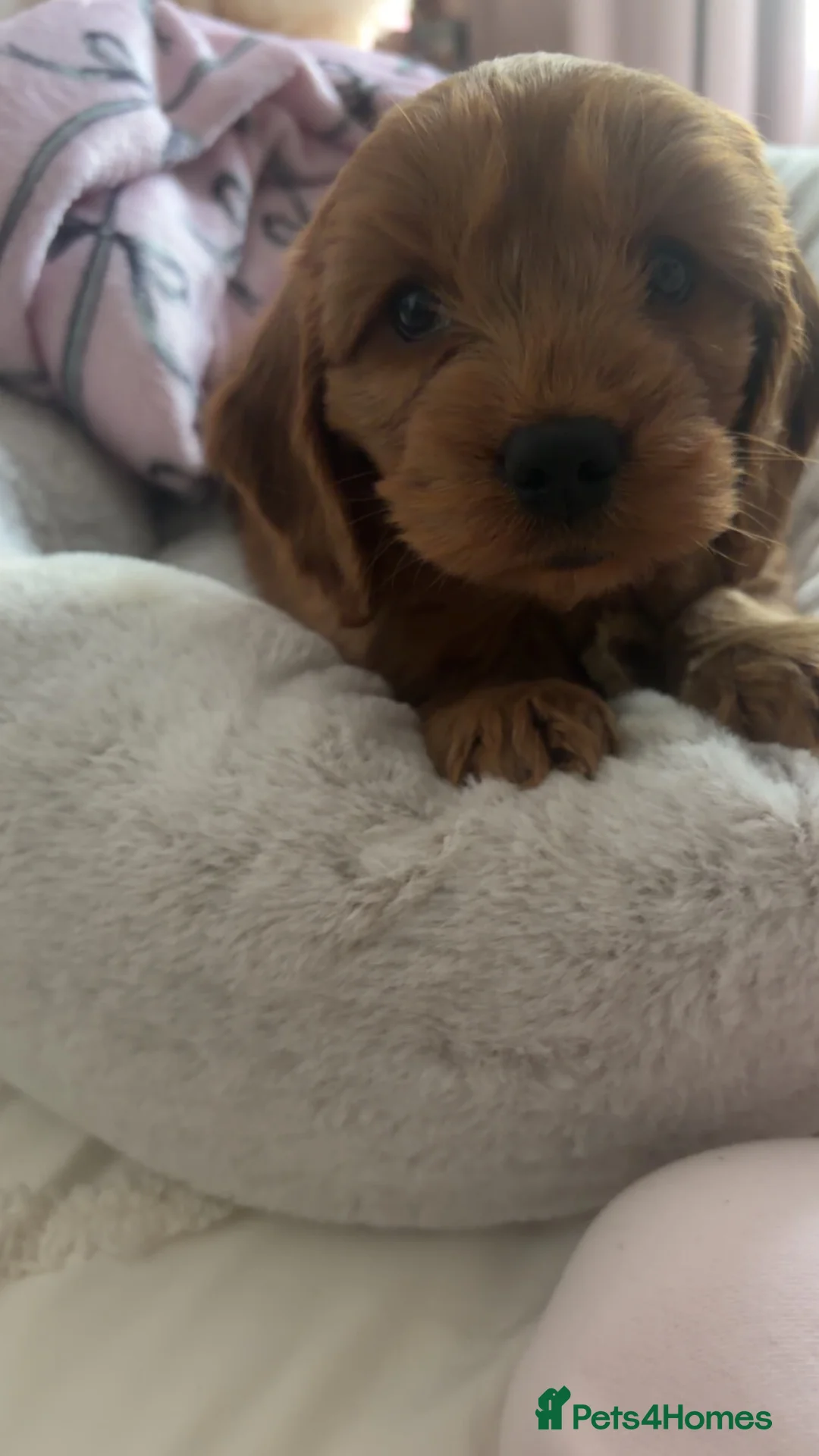 Cavapoo dogs for sale: Cavapoo 9 weeks old  - Advert 4