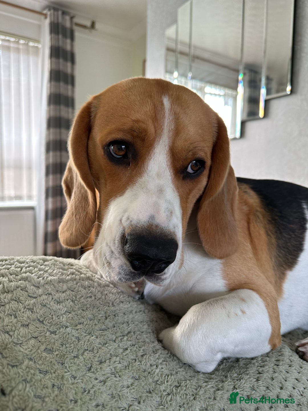 Beagle dogs for stud: Ragnar (KC STUD) in Liverpool - Image 8