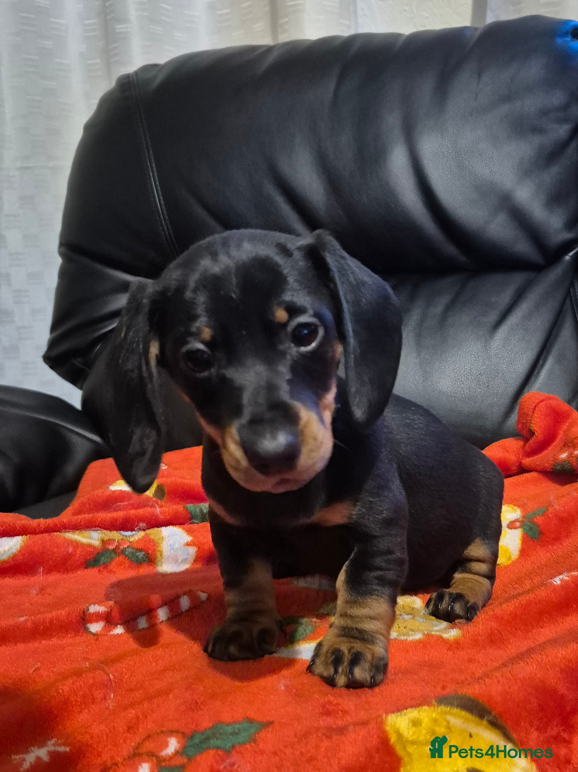 Dachshund dogs Stunning litter of dachsunds  - Advert 5