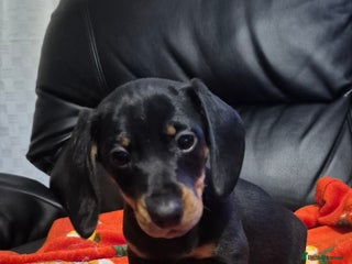 Dachshund dogs Stunning litter of dachsunds - Advert 4