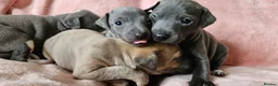 Italian Greyhound dogs for sale: Gorgeous Wiggy puppies 3/4 IG 1/4 Whippet - Advert 5