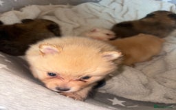Pomeranian dogs for sale: ** Pomeranian Puppies 🐶🤍🐻🤎 - Image 30