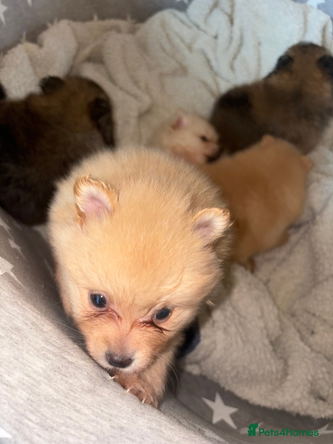 Pomeranian dogs for sale: ** Pomeranian Puppies 🐶🤍🐻🤎 - Image 30