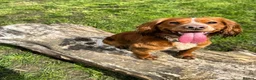 Cocker Spaniel dogs for stud: Working Cocker Spaniel at Stud (Proven) in Wolverhampton - Advert 4
