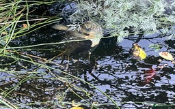 Koi Carp fish for sale: 3 Koi fish for sale - Image 19