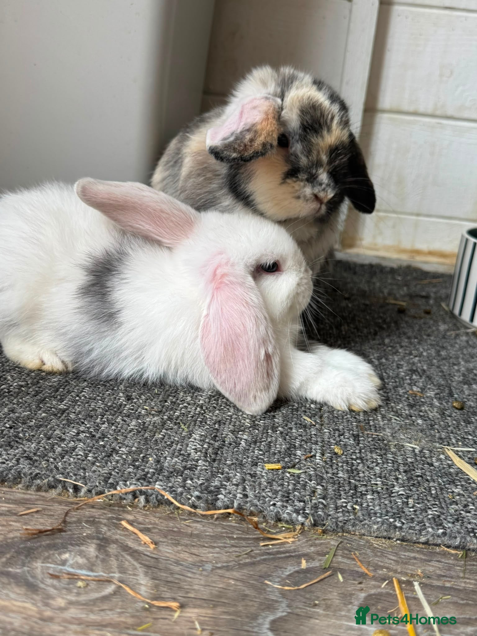 Mini Lop rabbits Mini lop babies ready for their forever homes  - Advert 1
