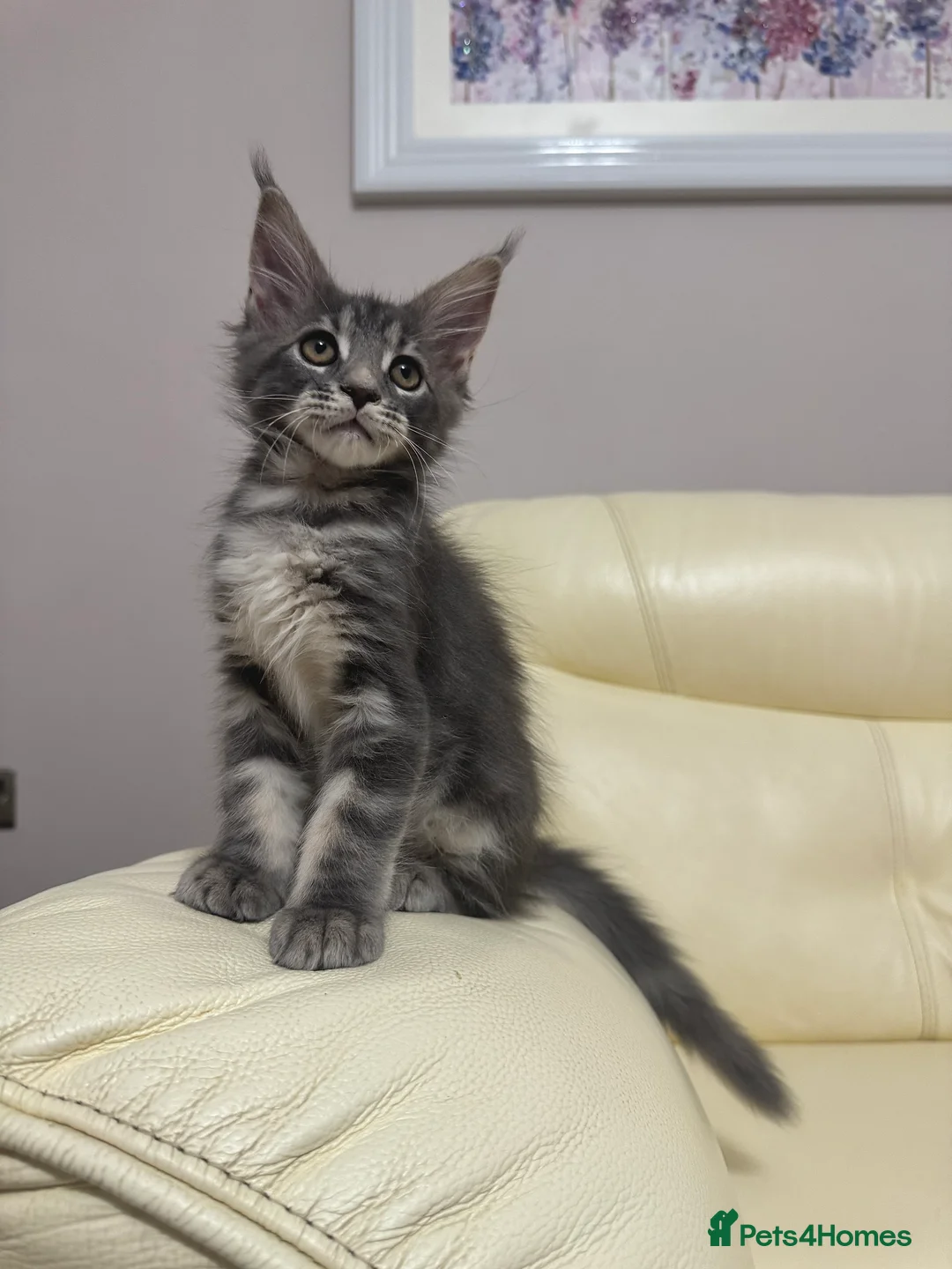 Maine Coon cats for sale: MaineCoonKitten🏆20+gen🧬Outstadning Full Pedigree - Advert 23