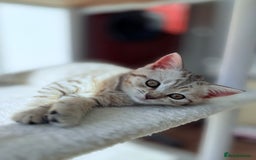 British Shorthair cats for sale: 3 BSH Chinchilla kittens, sale £250, 18 Weeks.  - Image 2