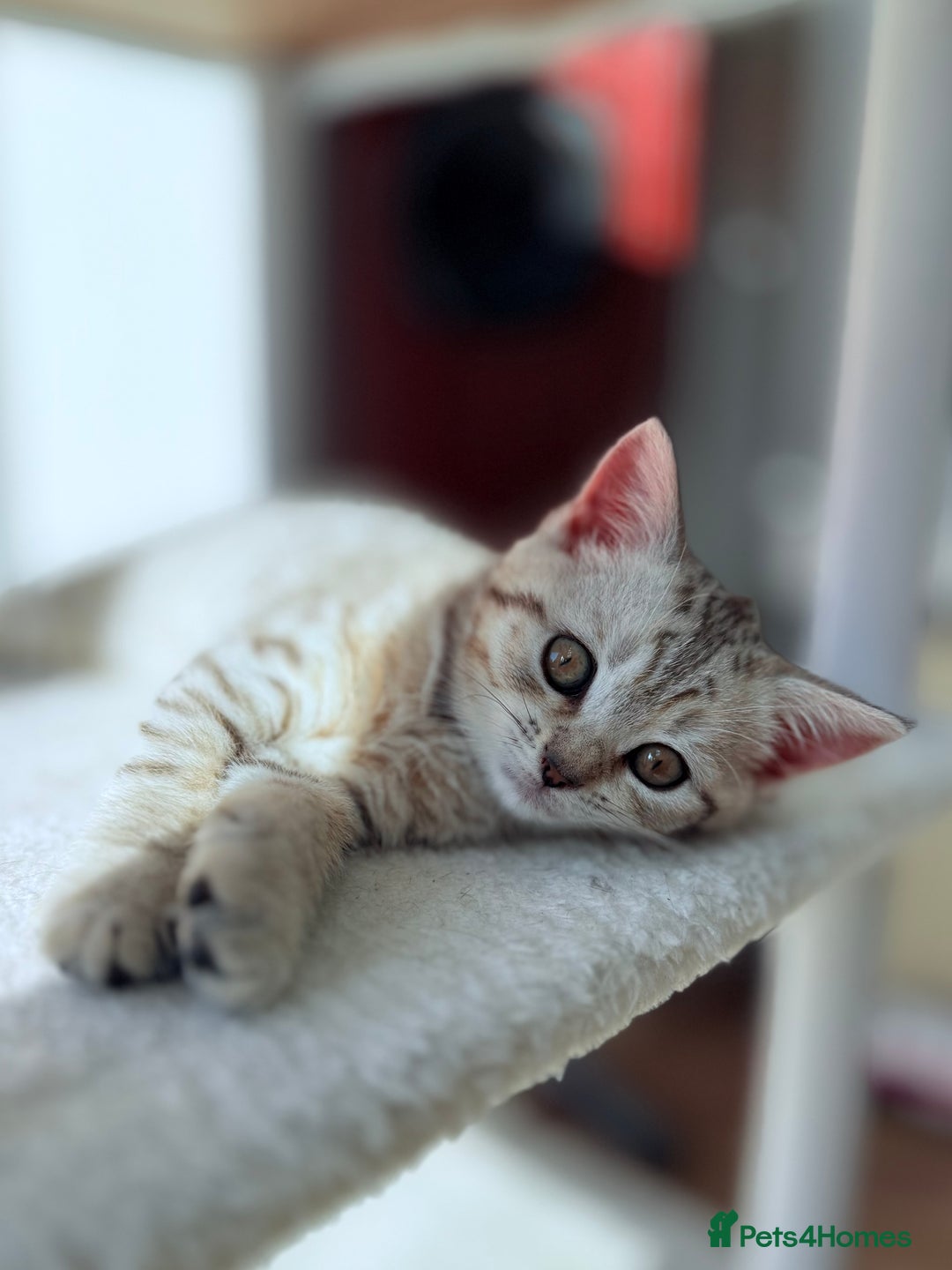 British Shorthair cats for sale: 3 BSH Chinchilla kittens, sale £250, 18 Weeks.  - Image 2