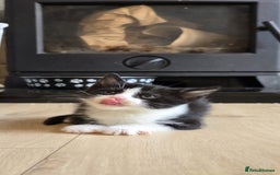 Mixed Breed cats for sale: Gorgeous mix breed kittens for sale!  - Image 1