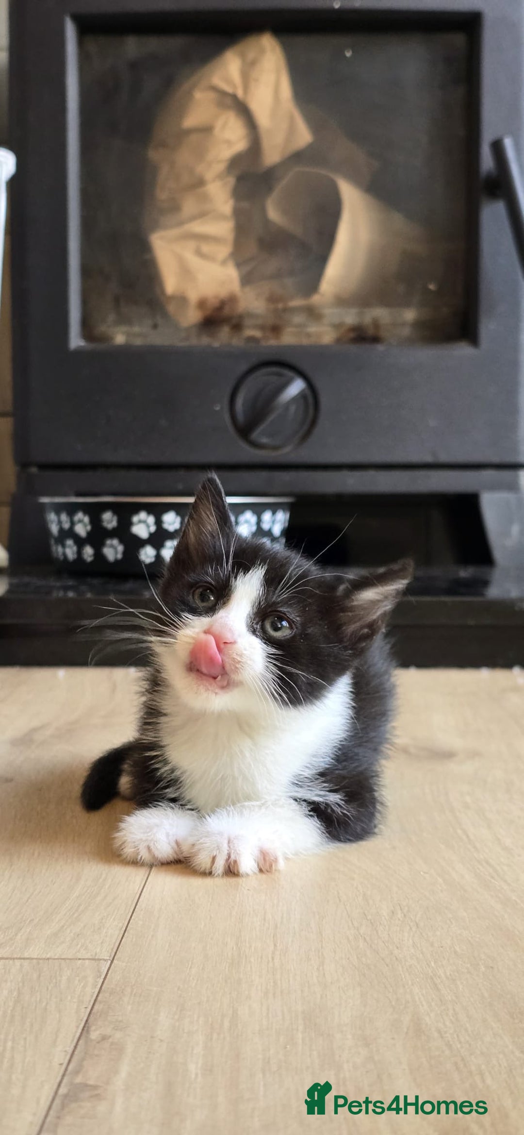 Mixed Breed cats for sale: Gorgeous mix breed kittens for sale!  - Image 1