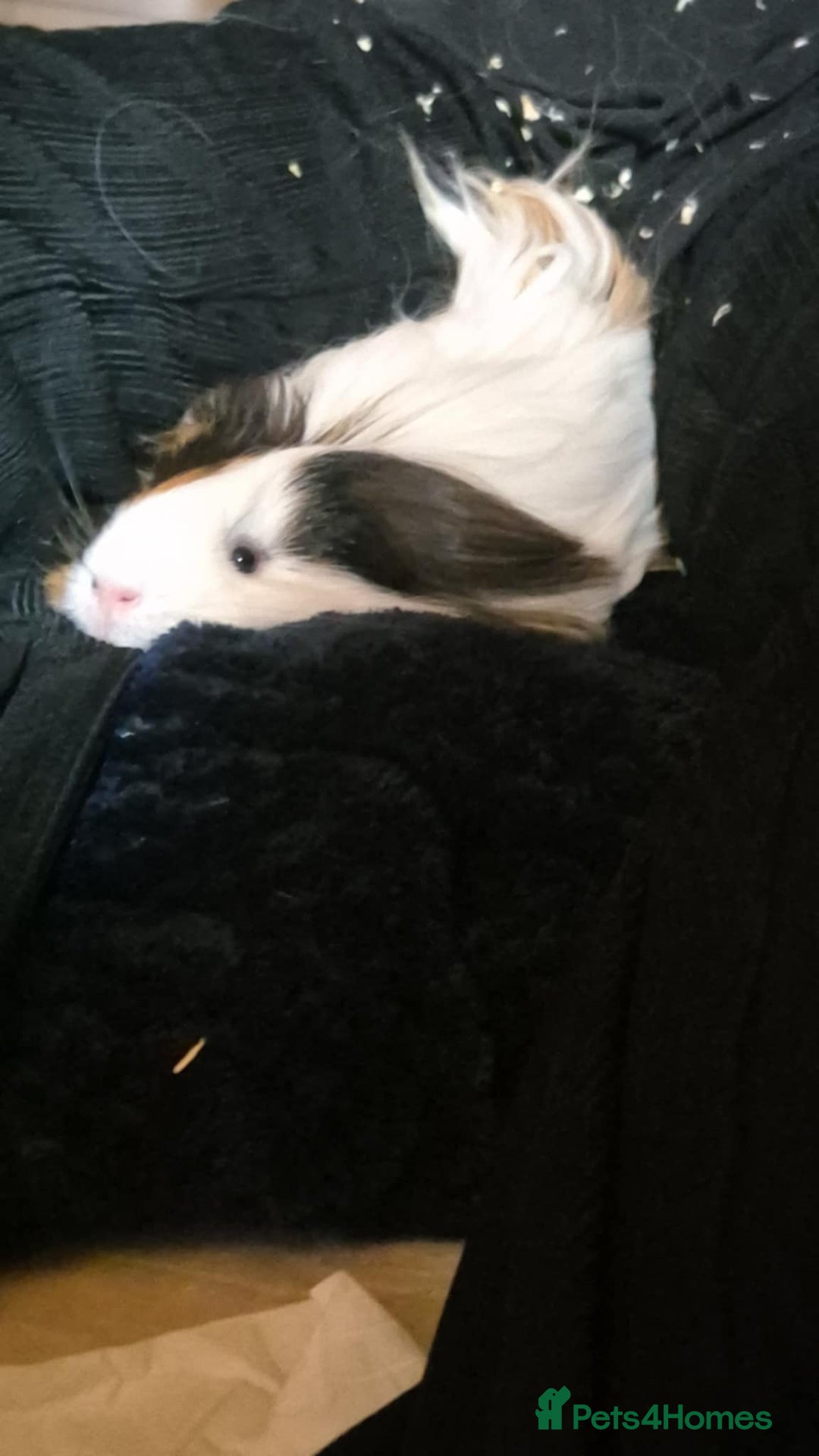 Guinea Pig rodents for sale: Beautiful guinea pig for sale  - Image 4